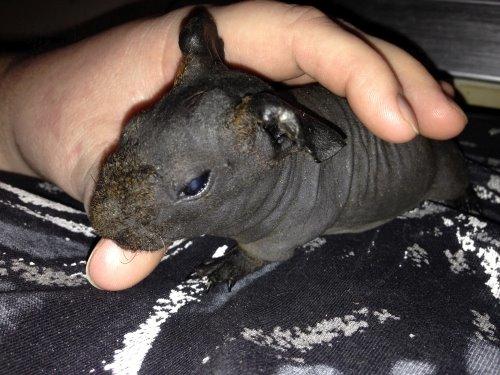 Marsvin ( Skinny) Jack O'Lantern von Fancy (kastrat) billede 9