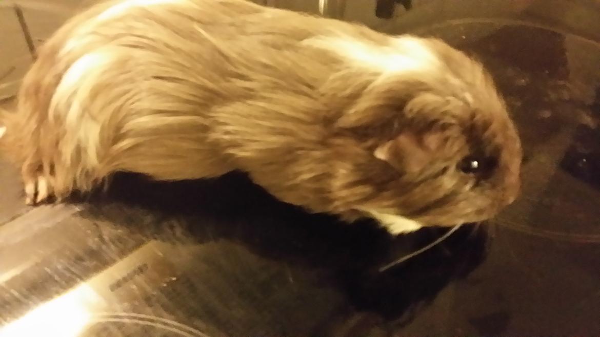 Marsvin gangster billede 1