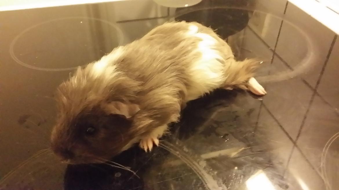 Marsvin gangster billede 2