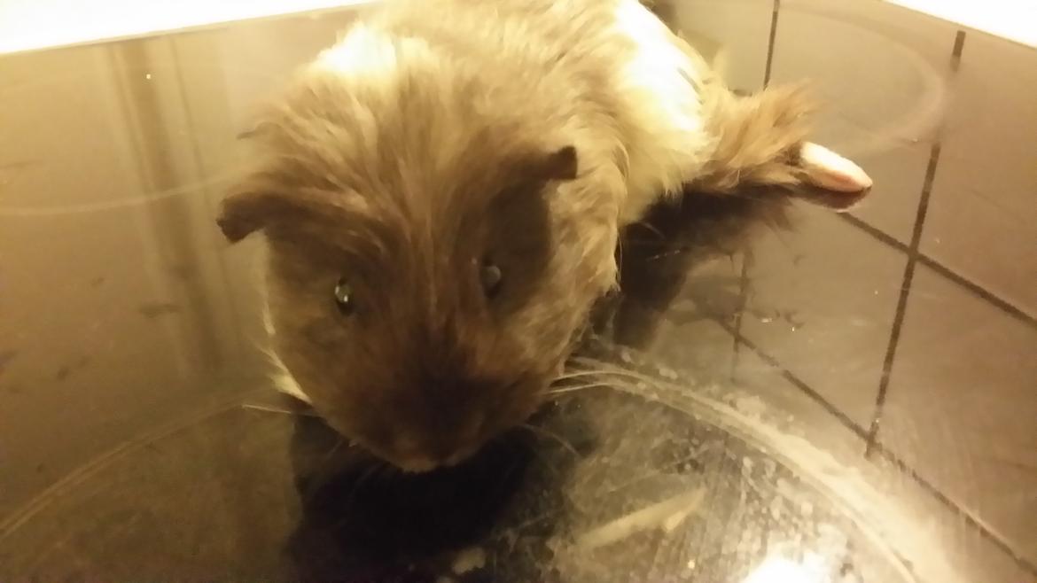 Marsvin gangster billede 3