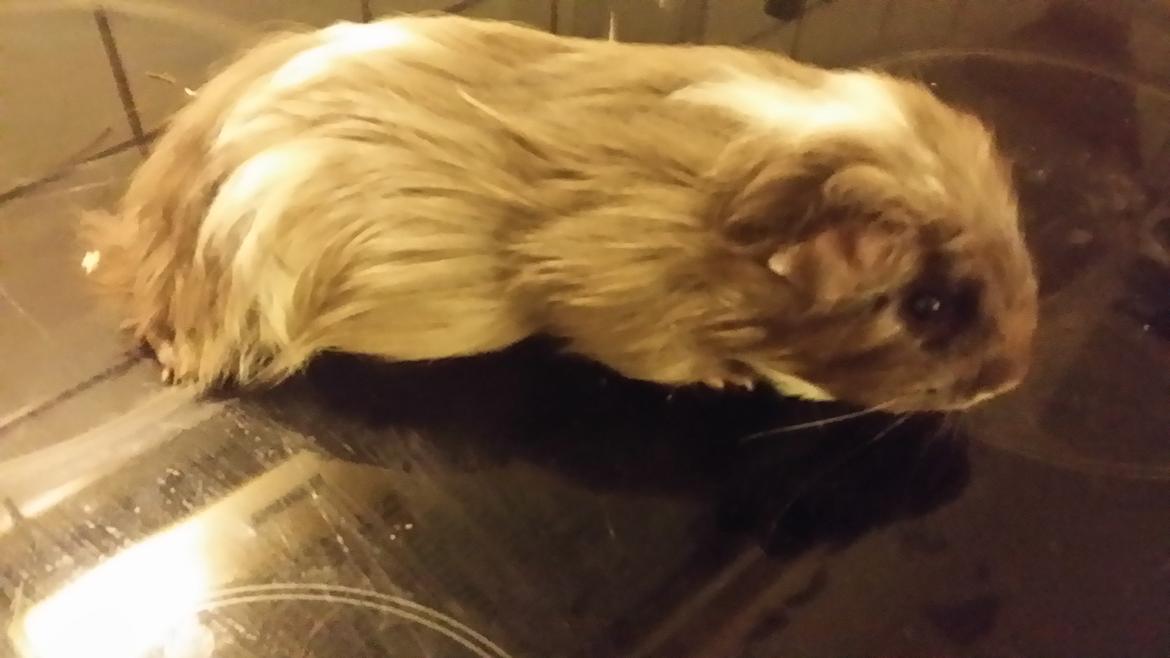 Marsvin gangster billede 4