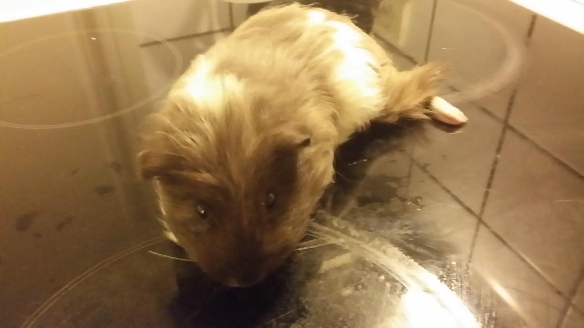 Marsvin gangster billede 5