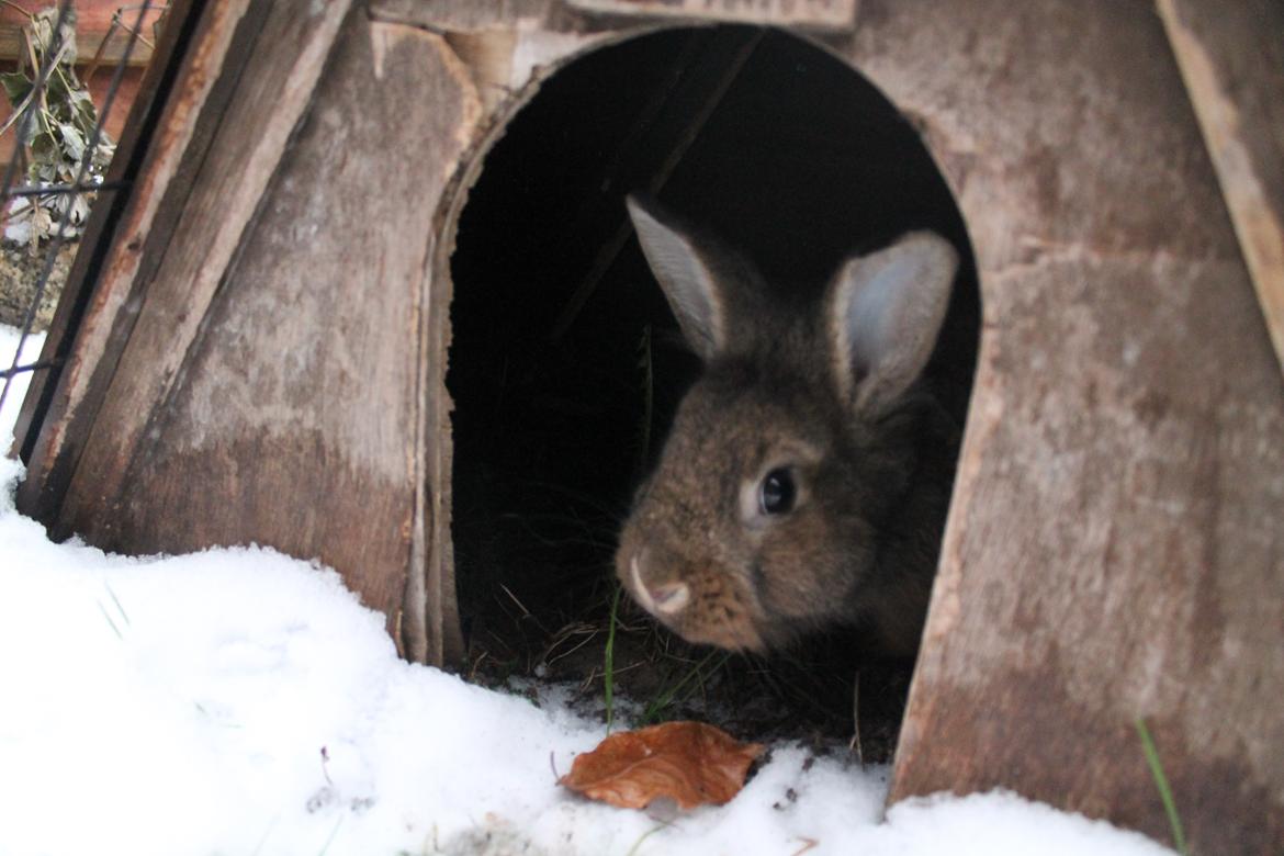 Kanin | Potedask's Alvin billede 41