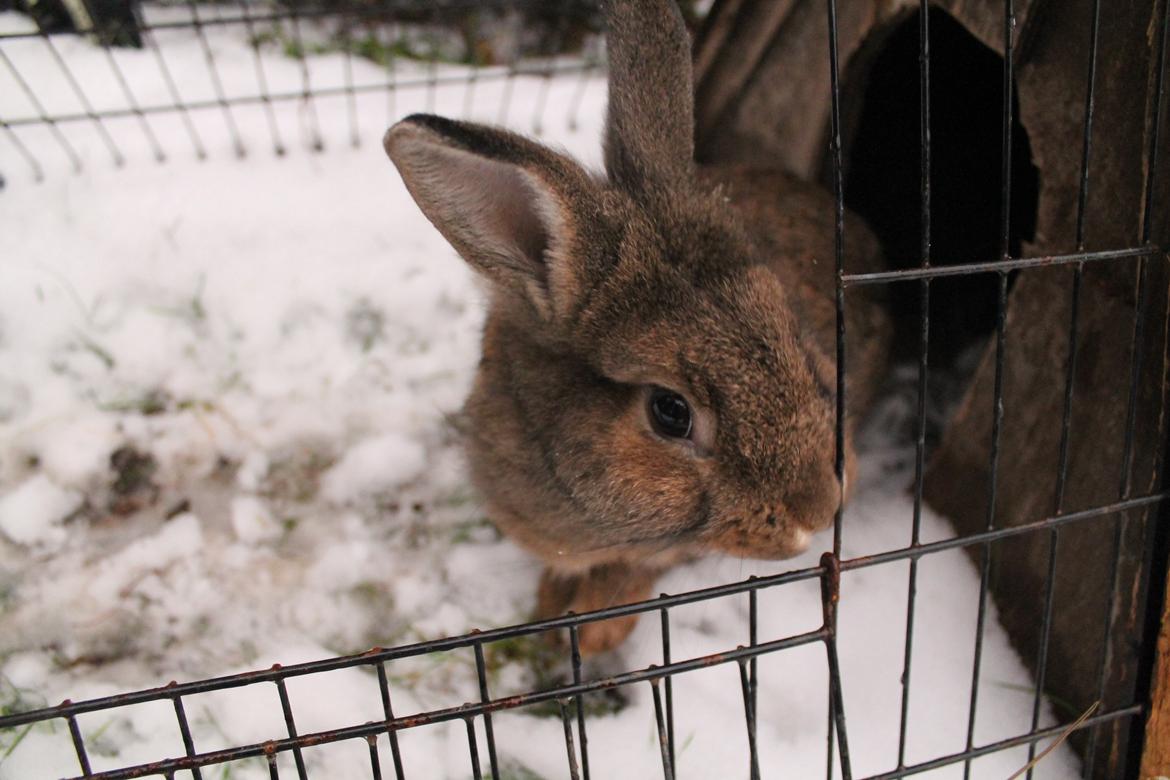 Kanin | Potedask's Alvin billede 39