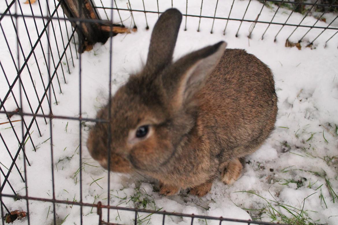 Kanin | Potedask's Alvin billede 40