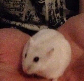 Hamster Josefine *(R.I.P)* billede 3