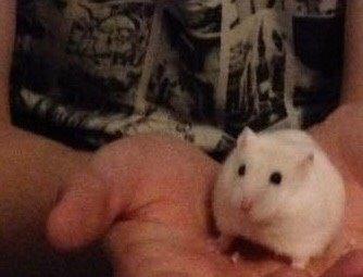 Hamster Josefine *(R.I.P)* billede 8