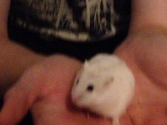 Hamster Josefine *(R.I.P)* billede 9