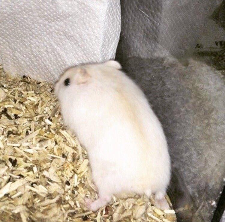 Hamster Josefine *(R.I.P)* billede 10