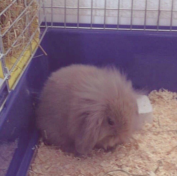 Kanin Bunny Blue *( R.I.P )* Smukke billede 2