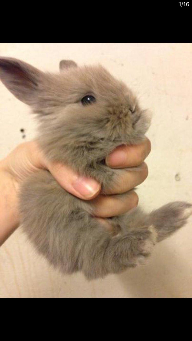 Kanin Bunny Blue *( R.I.P )* Smukke billede 3