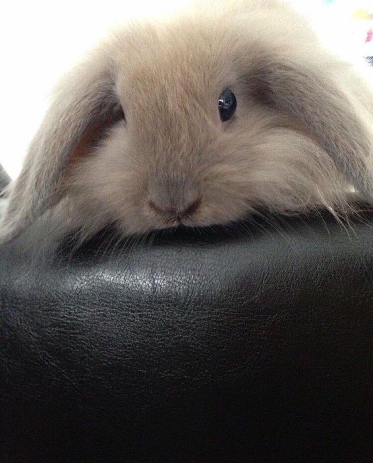 Kanin Bunny Blue *( R.I.P )* Smukke billede 4