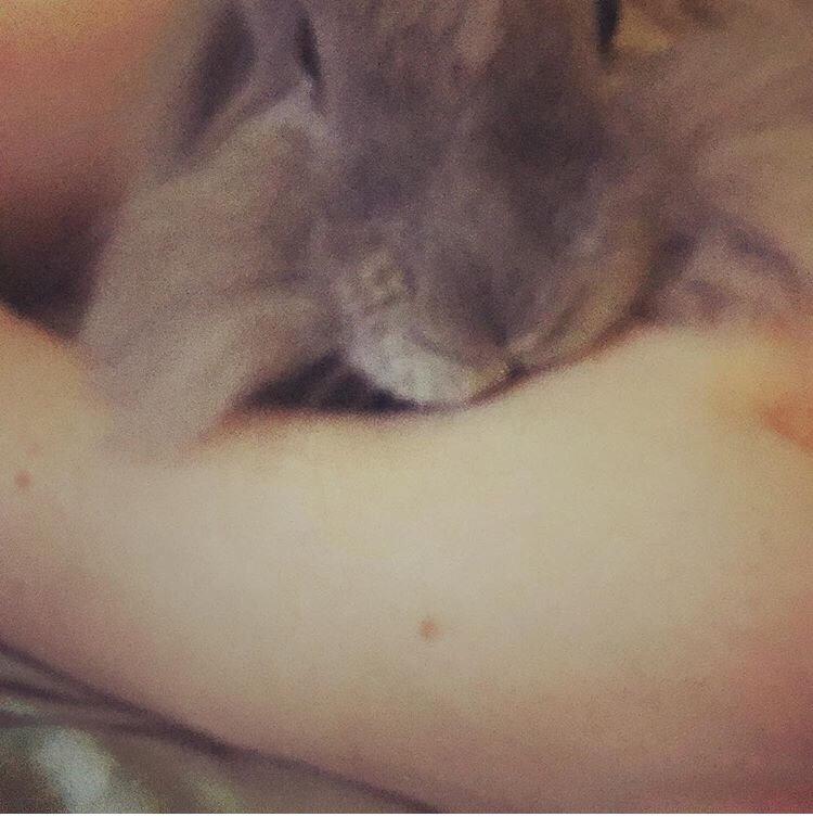 Kanin Bunny Blue *( R.I.P )* Smukke billede 6