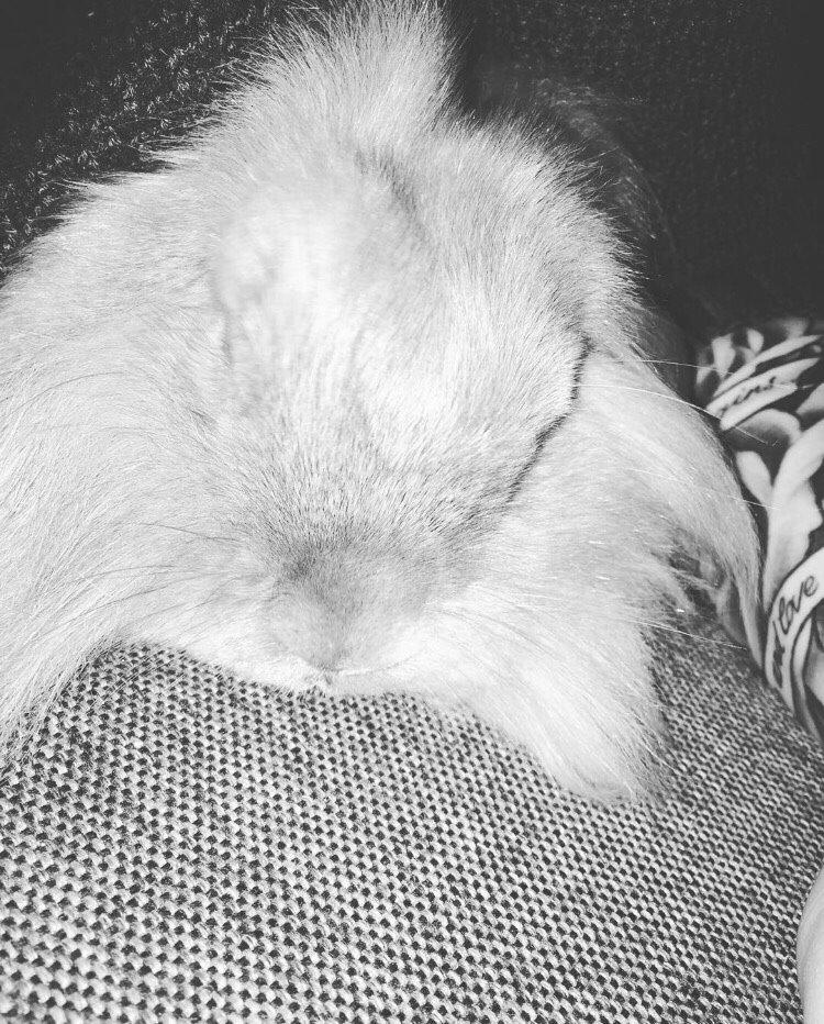 Kanin Bunny Blue *( R.I.P )* Smukke billede 5