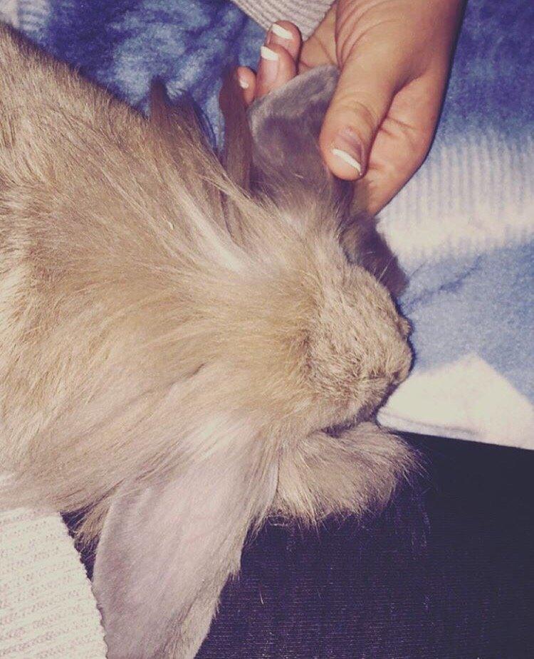 Kanin Bunny Blue *( R.I.P )* Smukke billede 7