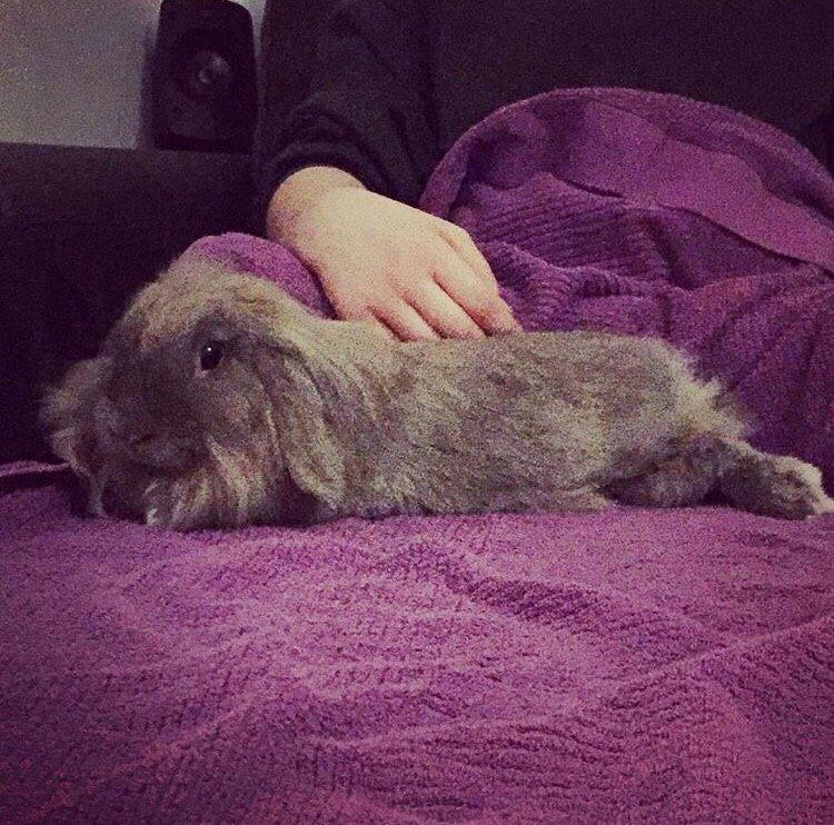 Kanin Bunny Blue *( R.I.P )* Smukke billede 8