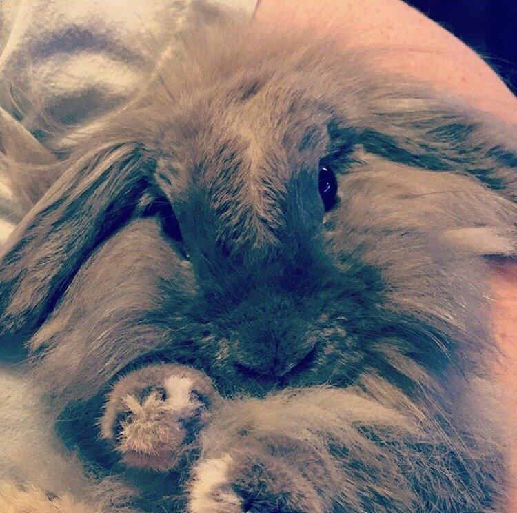 Kanin Bunny Blue *( R.I.P )* Smukke billede 9