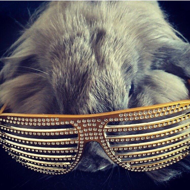 Kanin Bunny Blue *( R.I.P )* Smukke billede 10