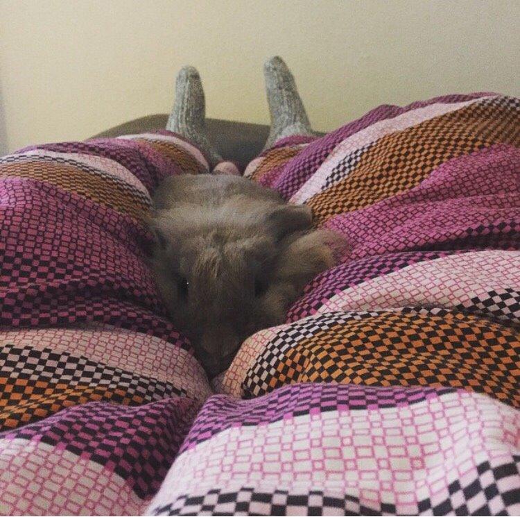 Kanin Bunny Blue *( R.I.P )* Smukke billede 11