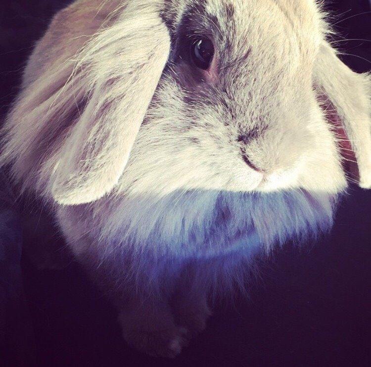 Kanin Bunny Blue *( R.I.P )* Smukke billede 13