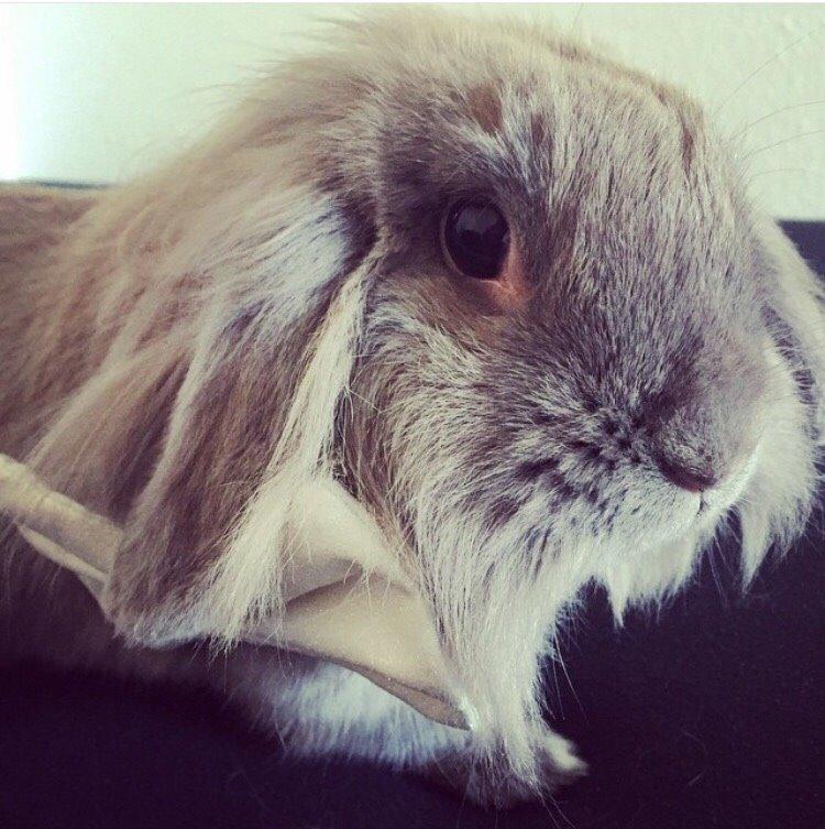 Kanin Bunny Blue *( R.I.P )* Smukke billede 12