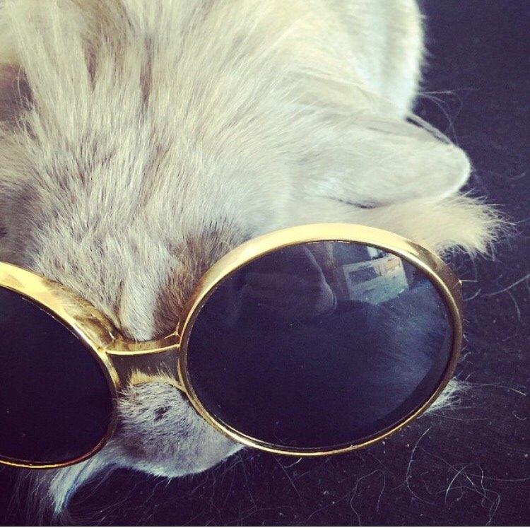 Kanin Bunny Blue *( R.I.P )* Smukke billede 14