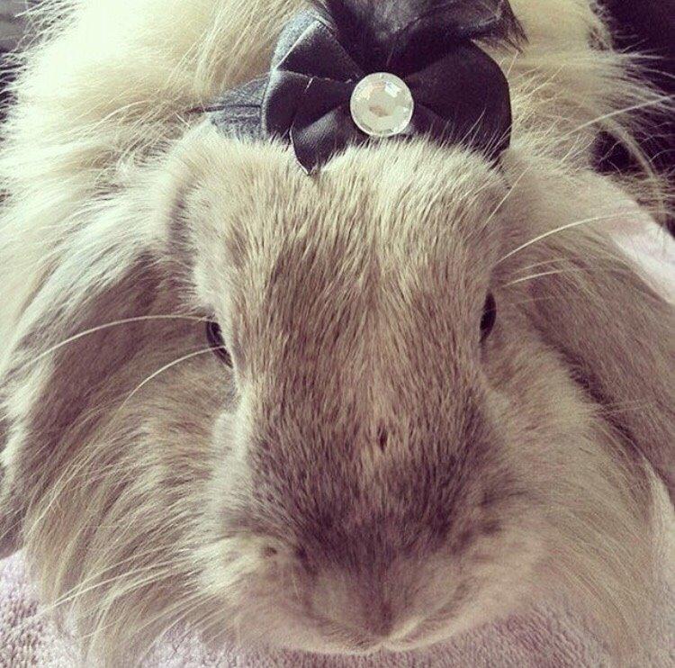 Kanin Bunny Blue *( R.I.P )* Smukke billede 15