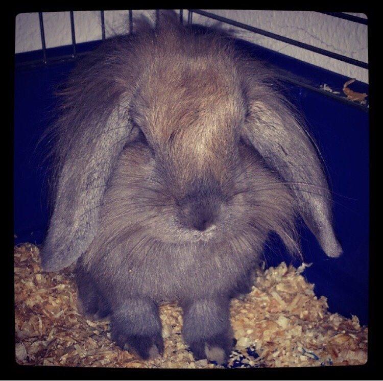 Kanin Bunny Blue *( R.I.P )* Smukke billede 16