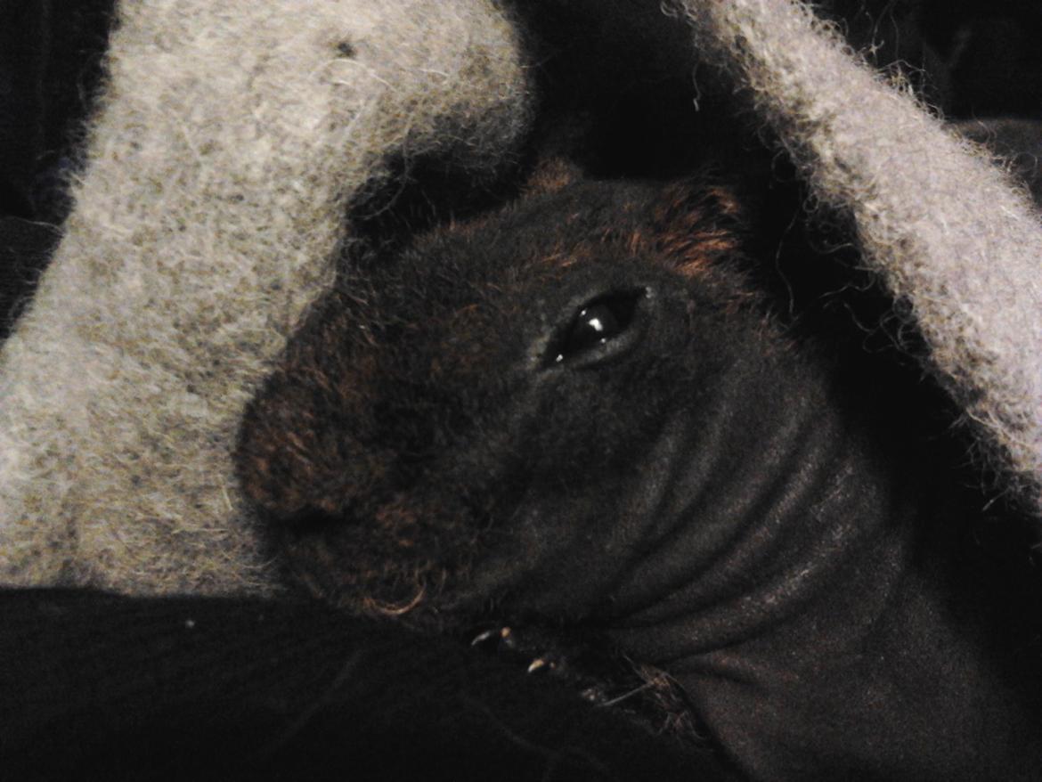 Marsvin ( Skinny) Jack O'Lantern von Fancy (kastrat) - Hygge 11/1-16 billede 5