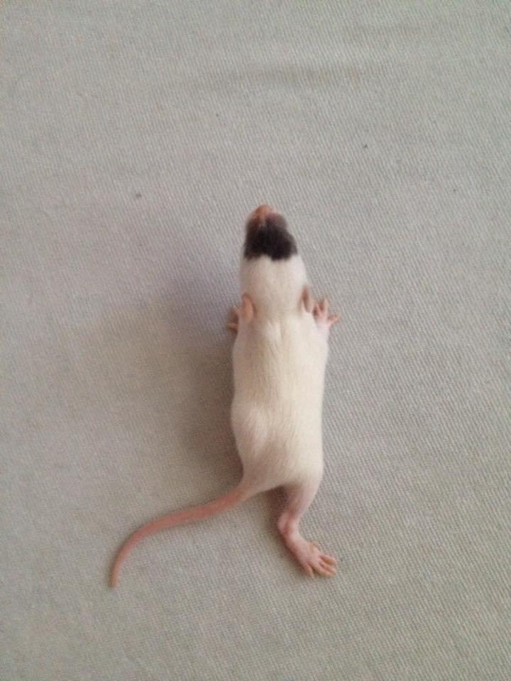 Tamrotte  Cesar billede 12