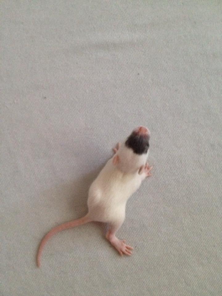 Tamrotte  Cesar billede 13