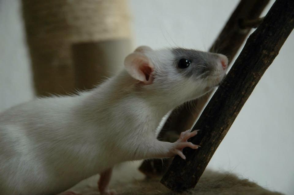 Tamrotte  Cesar billede 9