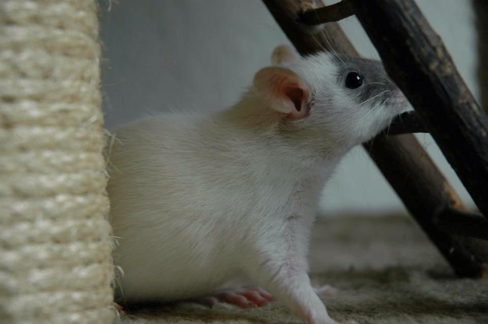 Tamrotte  Cesar billede 11