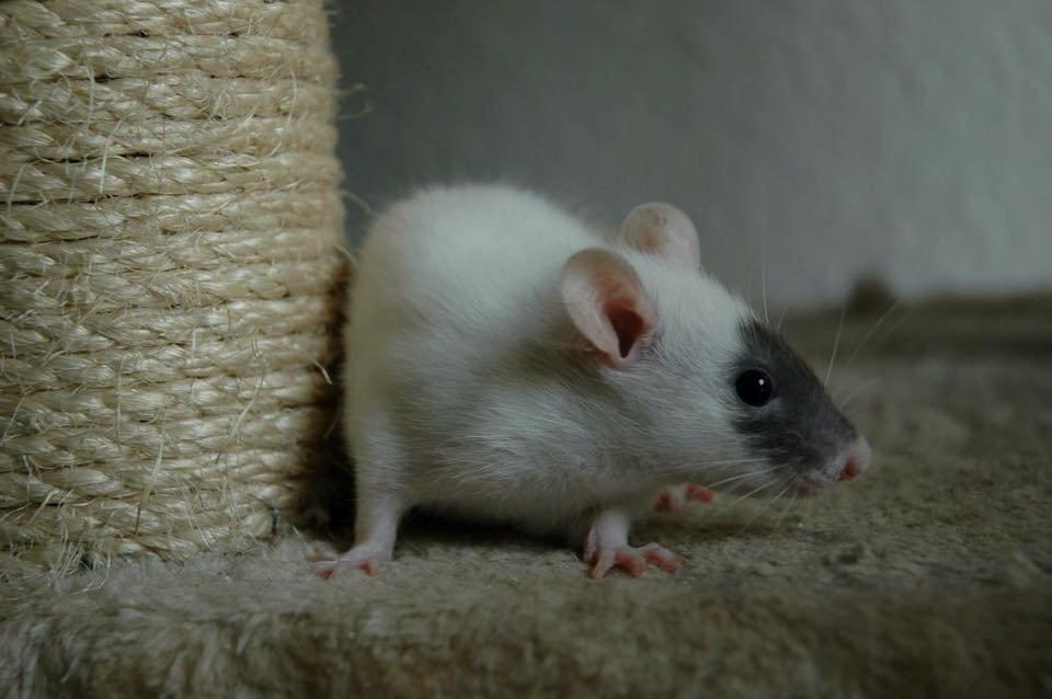 Tamrotte  Cesar billede 8