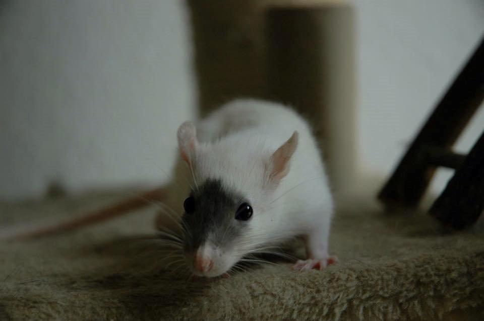 Tamrotte  Cesar billede 10