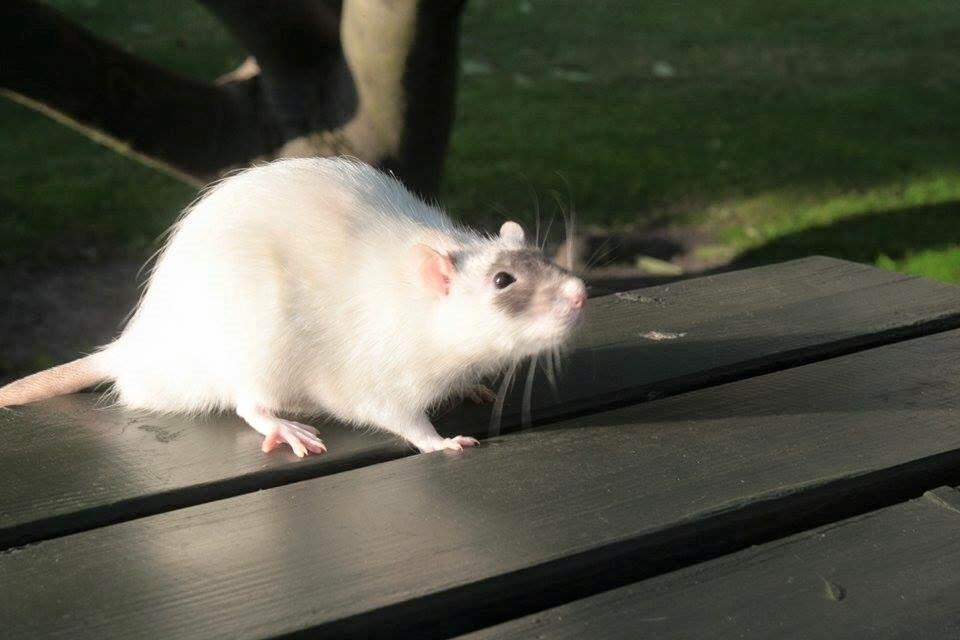 Tamrotte  Cesar billede 14