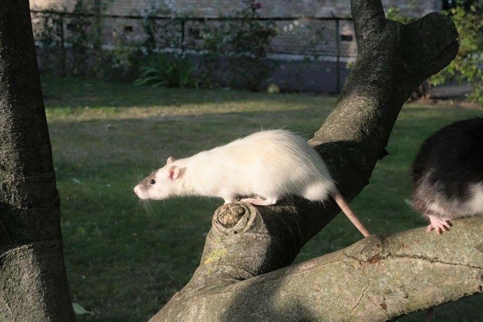 Tamrotte  Cesar billede 4