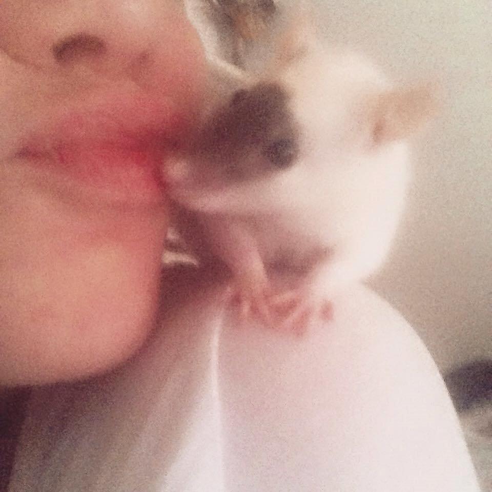 Tamrotte  Cesar billede 15