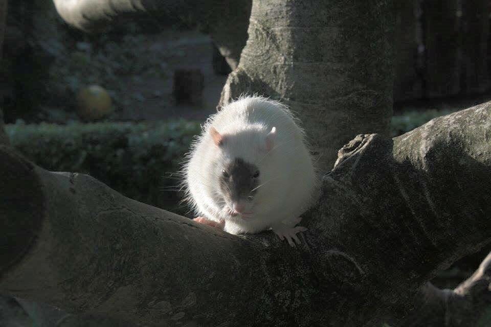 Tamrotte  Cesar billede 6