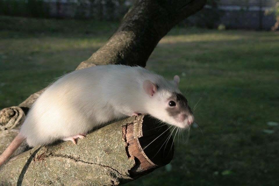 Tamrotte  Cesar billede 5