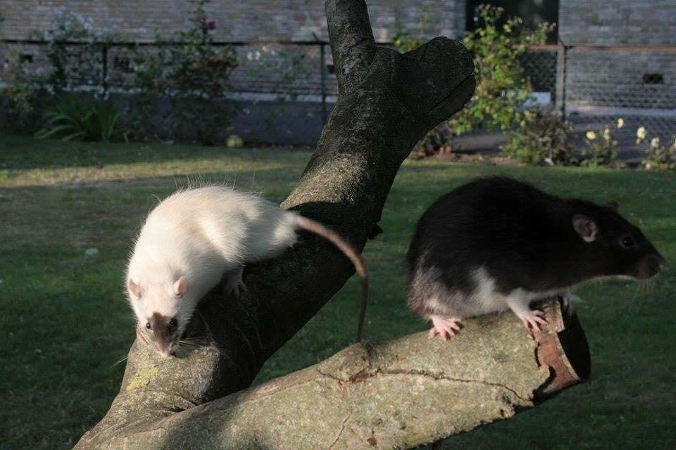 Tamrotte  Cesar billede 3