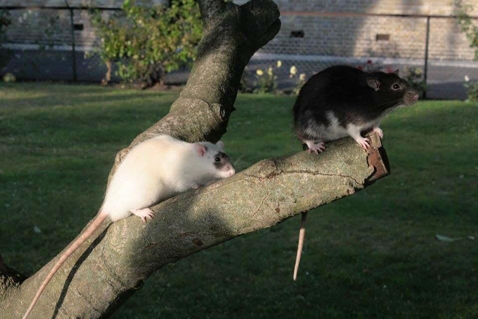 Tamrotte  Cesar billede 2