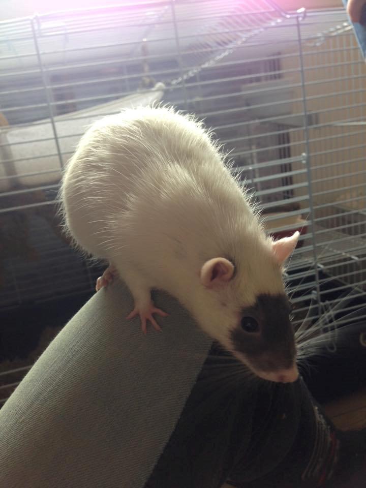 Tamrotte  Cesar billede 7