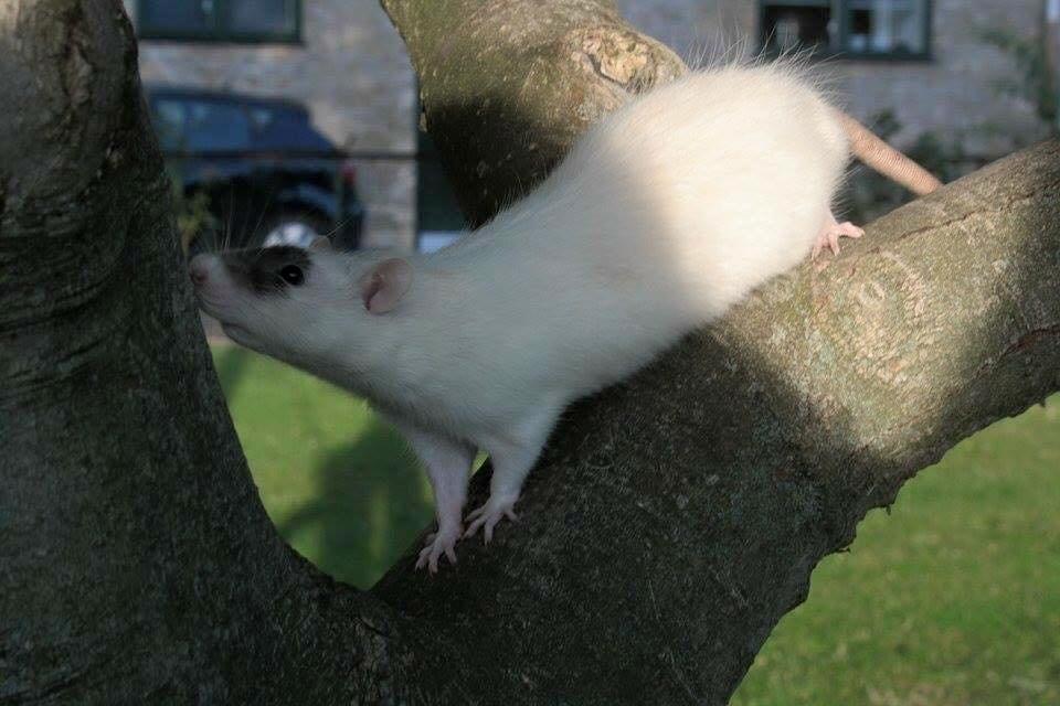 Tamrotte  Cesar billede 1