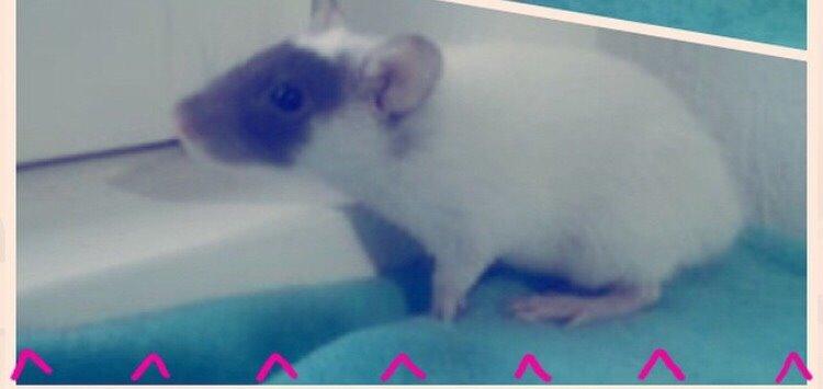 Tamrotte Liva *( R.I.P )* billede 1