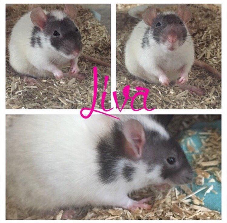 Tamrotte Liva *( R.I.P )* billede 2