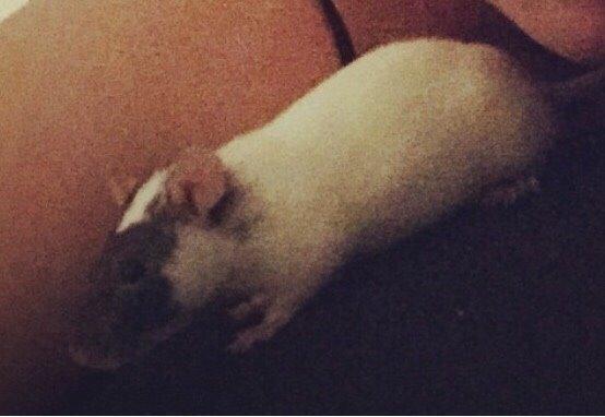 Tamrotte Liva *( R.I.P )* billede 3