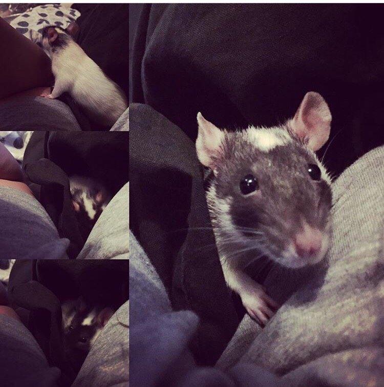 Tamrotte Liva *( R.I.P )* billede 6