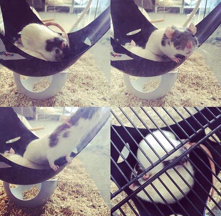 Tamrotte Liva *( R.I.P )* billede 9