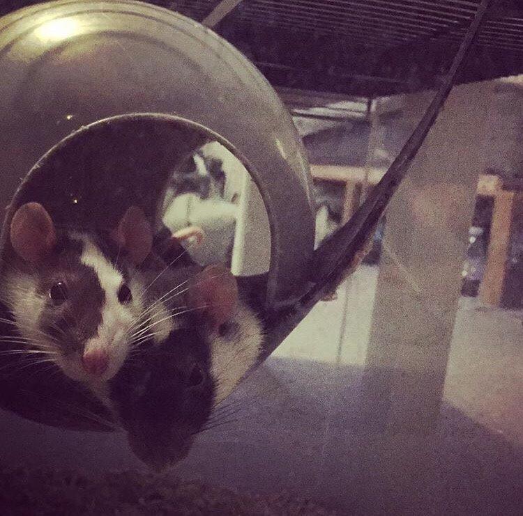 Tamrotte Liva *( R.I.P )* billede 10